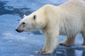 Close up at a Polar bear on the ice