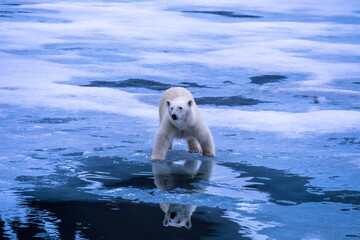 Fototapeta premium Polar bear reflecting in the water at the ice edge