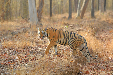 Naklejka na ściany i meble Indian Tiger (Panthera tigris) sub adult looking at prey