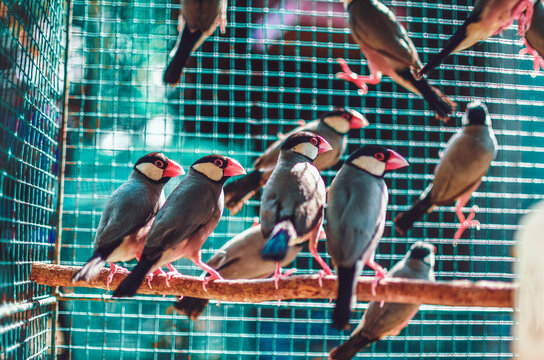 Many small birds in a cage