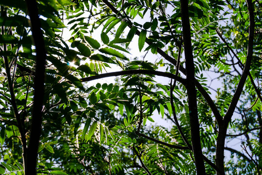 Trees against the sky