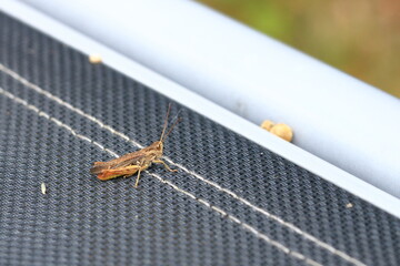 Locust (Orthoptera) isolated on garden chair