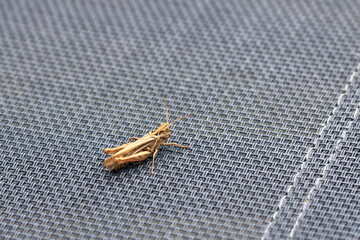 Locust (Orthoptera) isolated on garden chair