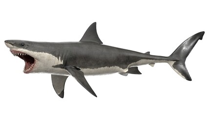 3d rendered great white shark