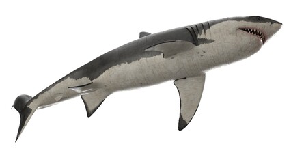 3d rendered great white shark
