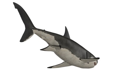 3d rendered great white shark