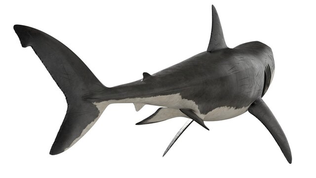 3d rendered great white shark