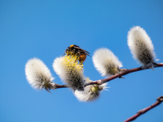 A beautiful macro picture of a Bumblebee extracting pollen from a blossoming pussy-willow in early...
