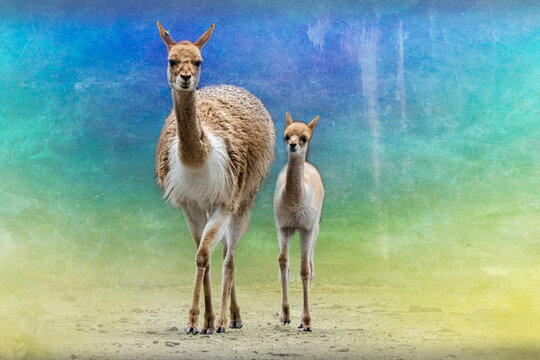 a mother vicuna with her child