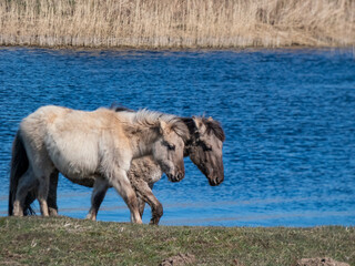 Wild konik horse foals © KristineRada