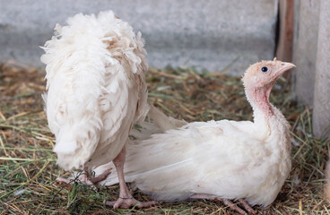young turkeys on the farm, turkey breeding