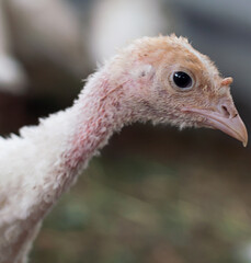 Fototapeta premium young turkeys on the farm, turkey breeding