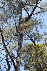 jungle, pine tree, lansdowne,