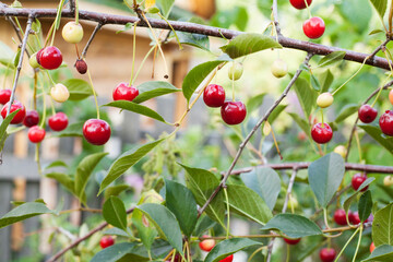 Red ripe garden cherry on tree branches surrounded by green foliage. For book, poster, postcard, calendar, background.