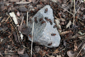 red wood ants (formica) on a stone
