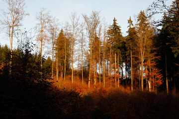 Im Herbst tragen die Baeume und Straeucher ein buntes und schoenes Laub. Thueringen, Deutschland, Europa