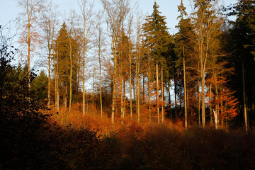 Im Herbst tragen die Baeume und Straeucher ein buntes und schoenes Laub. Thueringen, Deutschland, Europa