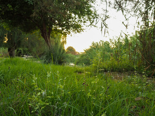 &Aacute;rbol en naturaleza junto en el r&iacute;o T&uacute;ria en Valencia.