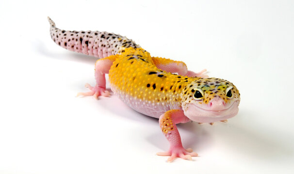 Leopardgecko / leopard gecko (Eublepharis macularius) - white yellow eclipse