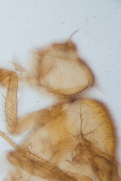head of female Drosophila ruit fly