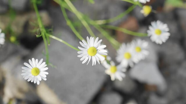 Top view of beautiful daisies. Close-up