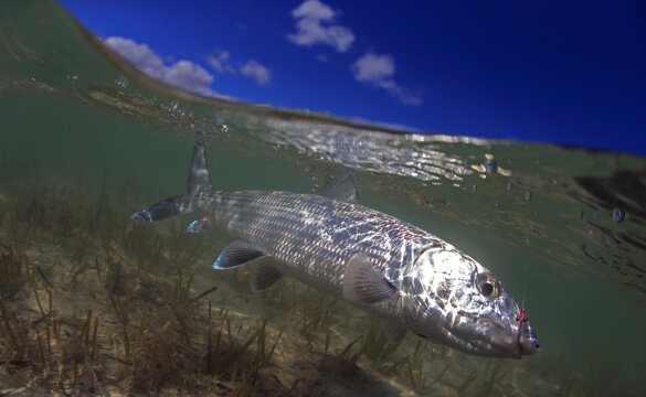 Bonefish and files