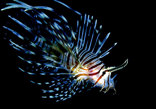 lionfish