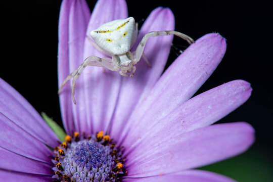 ragno granchio su fiore di dimorfoteca viola