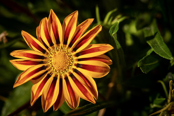 Macrophotography of an orange yellow and red Gazania Flower. Liguria, Italy, Southern Europe