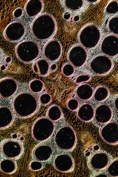 Cells of plant, Cucurbita stem