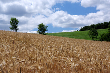 champ de blé
