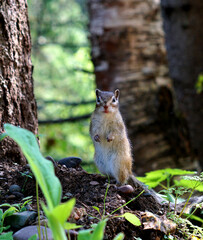 a striped Chipmunk stands on its hind legs in the forest
