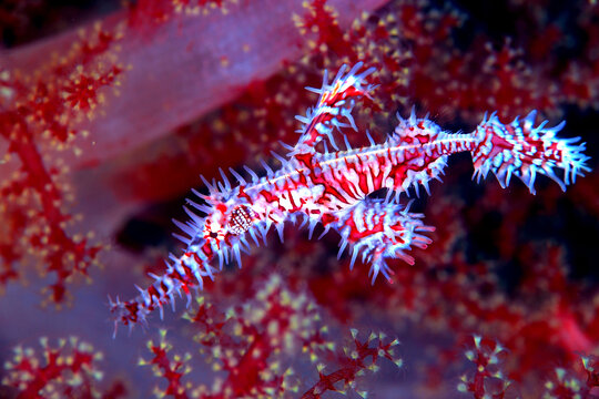 Ghost pipefish