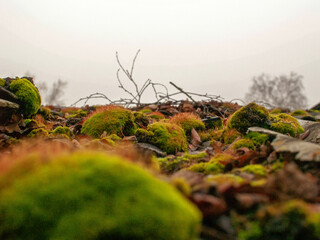 green moss on a slate roof, Russia