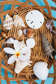 Basket with seashells. Florida.