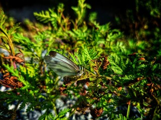 A white butterfly sits on a pine branch in autumn