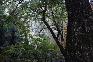 Obraz premium 森の中からの景色