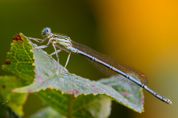 White legged damselfly male with drops of morning dew on a leaf.  Side view, closeup. Genus species Platycnemis pennipes. 