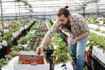 Positive man harvesting strawberries in a greenhouse. High quality photo