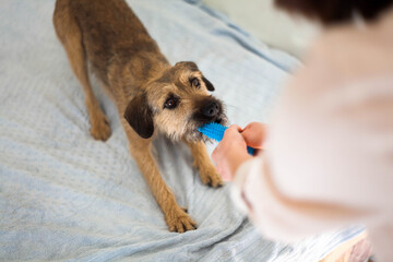 Half breed dog playing with female