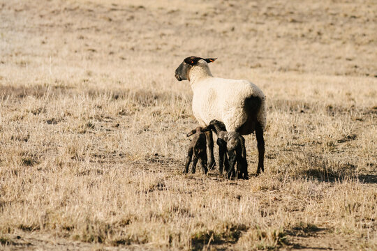 ewe in paddock with newborn twin lambs