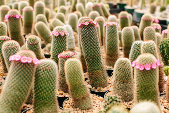 Group of cacus flowers
