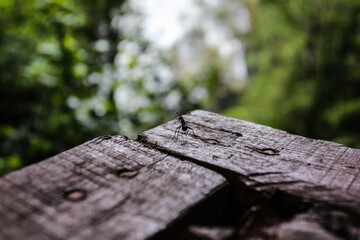 The little ant in the wild