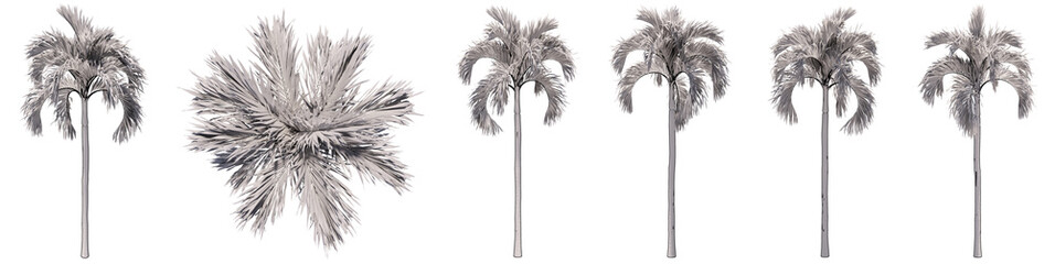 Set or collection of drawings of Palm trees isolated on white background . Concept or conceptual 3d illustration for nature, ecology and conservation, strength and endurance, force and life