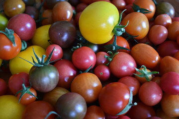 Paradeiser, Tomaten in verschiedenen Farben und Größen, gelb, rot, orange, blau, buntes Gemüse für vegane und vegetarische Küche, close up