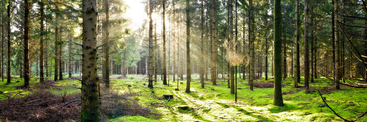 Coniferous forest used for forestry in the light of the morning sun © Günter Albers
