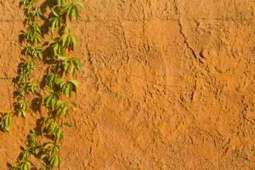 Green ivy on old yellow wall. Retro style background. © MAXSHOT_PL