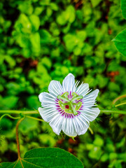 White flower woth green blur background