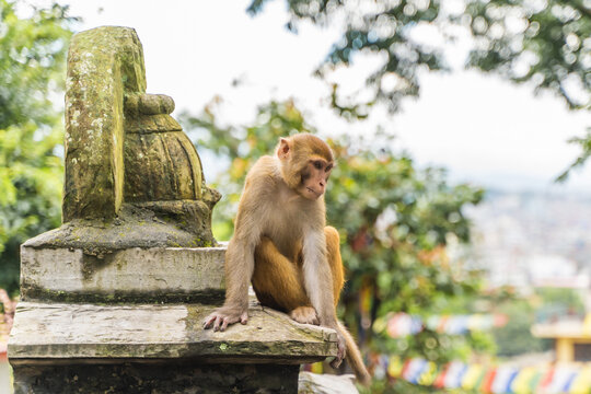Monkey at the Swayambhunath temple, stock photo
