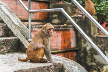 Monkey at the Swayambhunath temple, stock photo